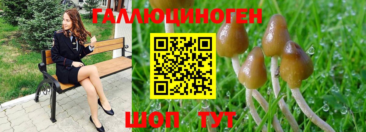 Псилоцибиновые грибы Psilocybine cubensis Карпинск